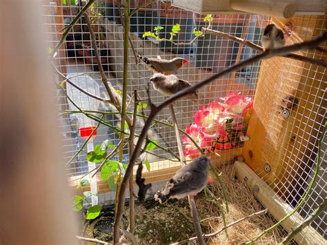 珍珠鳥幼鳥|珍珠鳥介紹，養殖技巧，以及區分公母，更生態養殖。一年生五窩